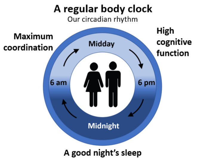 image of a circadian rthym body clock